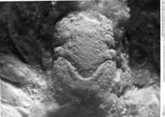 Historisches Foto von Mesoparapylocheles zapfei (Fraaije et al., 2019) (NHMW-AFW-GEO-BACHMAYER-FOTO-1990-0041-0602)